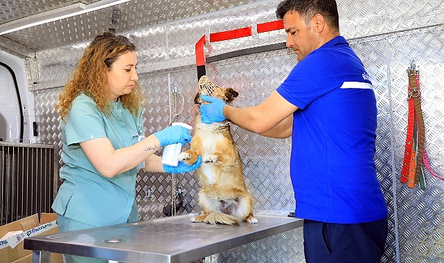 Muğla Büyükşehir Belediyesi tarafından sahipsiz hayvanların iç ve dış parazit ile kuduza karşı aşılanması amacıyla hizmete alınan acil durum aracı ilçelerde hizmet vermeye başladı - SAĞLIK