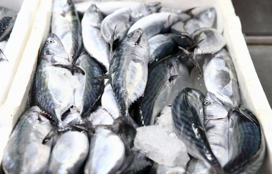 Karadeniz’de Palamut Bolluğu ve Fiyatlarda Gözlemlenen Düşüş