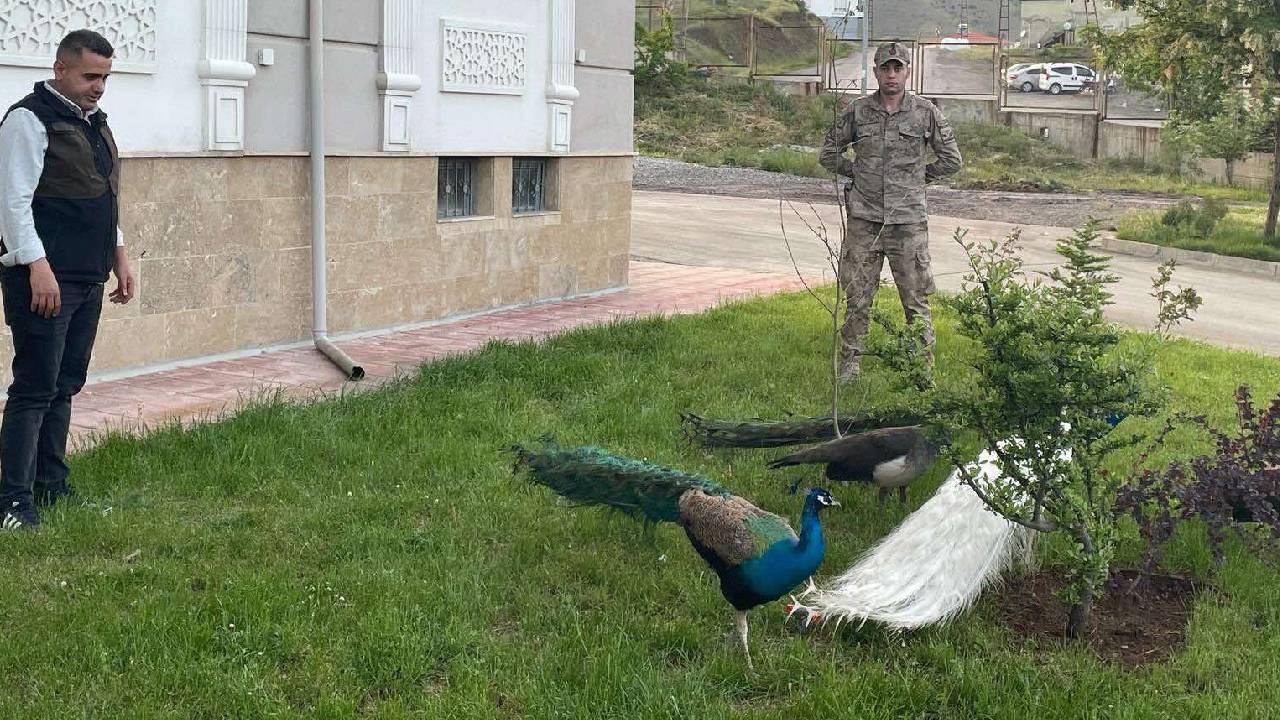 Hakkari'de kaçak olarak ülkeye getirilen 5 tavus kuşuna el konuldu