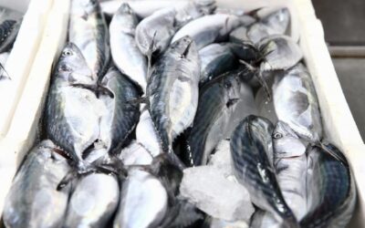 Karadeniz’de Palamut Bolluğu ve Fiyatlarda Gözlemlenen Düşüş