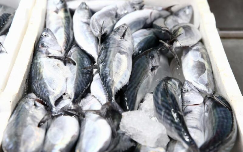 Karadeniz’de Palamut Bolluğu ve Fiyatlarda Gözlemlenen Düşüş
